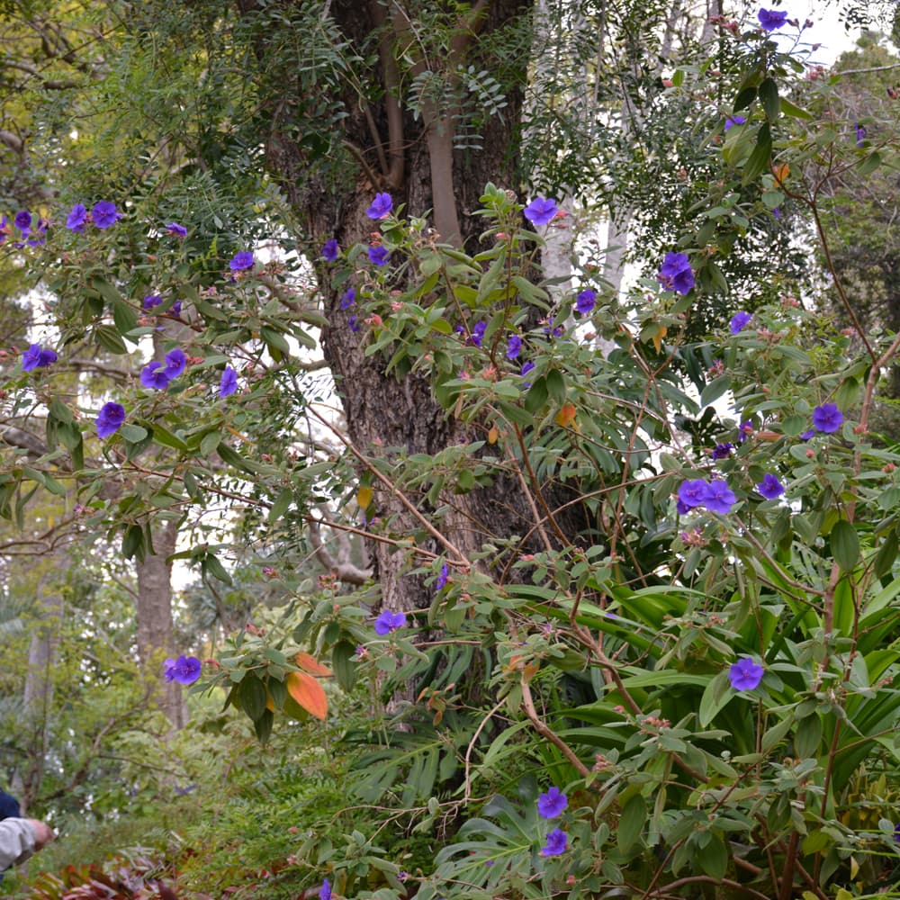 NetPS Plant Finder (www.netpsplantfinder.com)