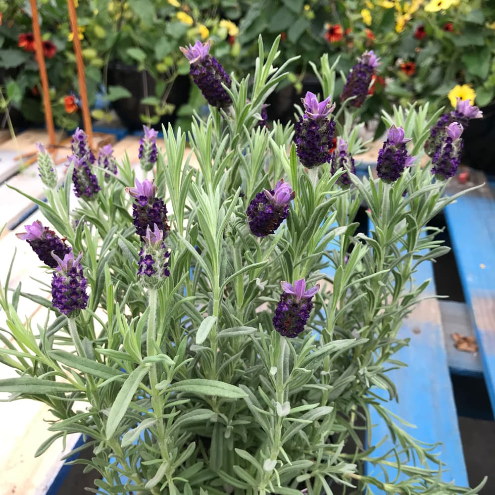 NetPS Plant Finder (www.netpsplantfinder.com)