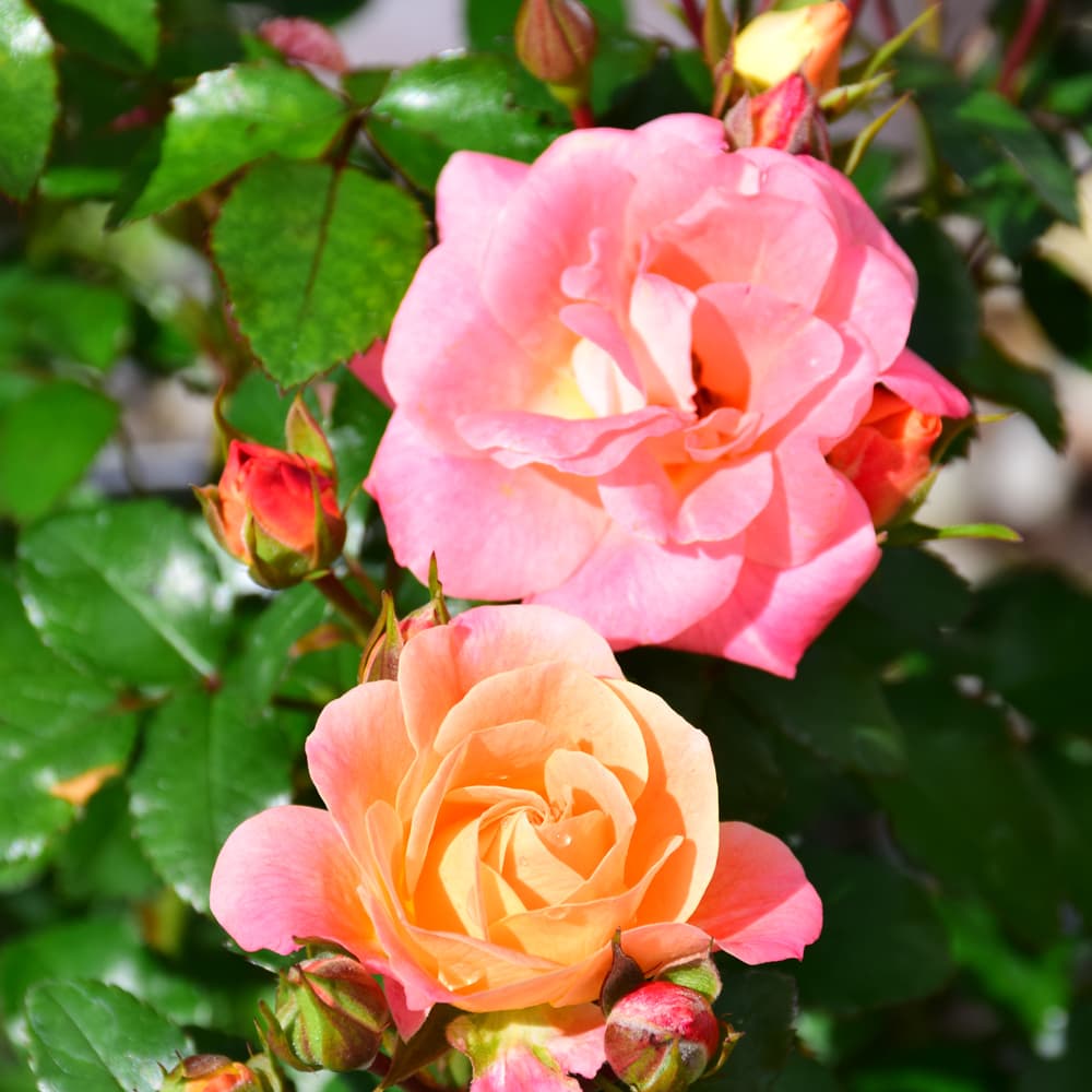 NetPS Plant Finder (www.netpsplantfinder.com)