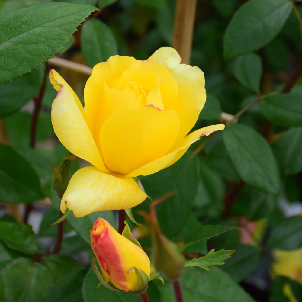 NetPS Plant Finder (www.netpsplantfinder.com)