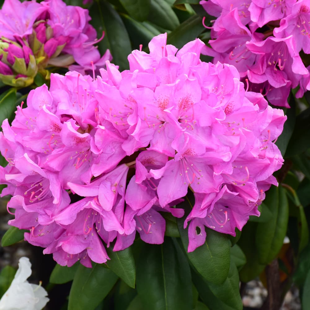 NetPS Plant Finder (www.netpsplantfinder.com)