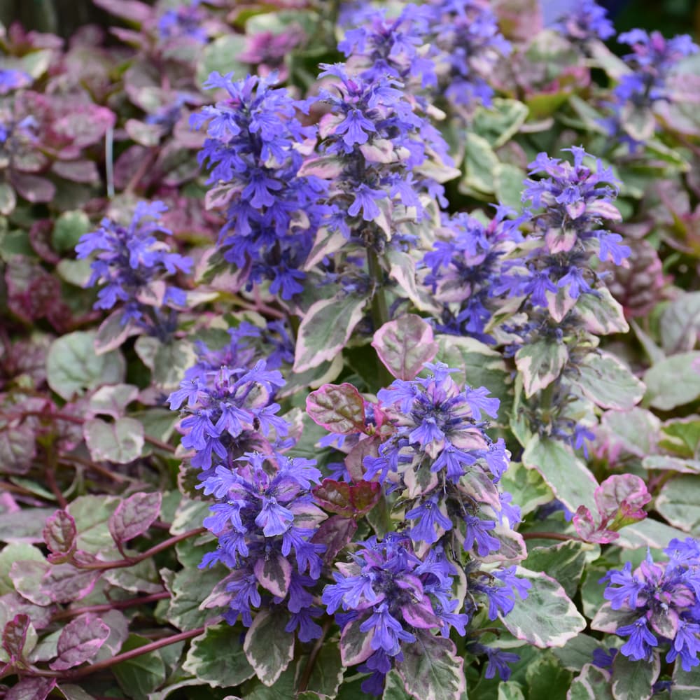 Ajuga Burgundy Glow