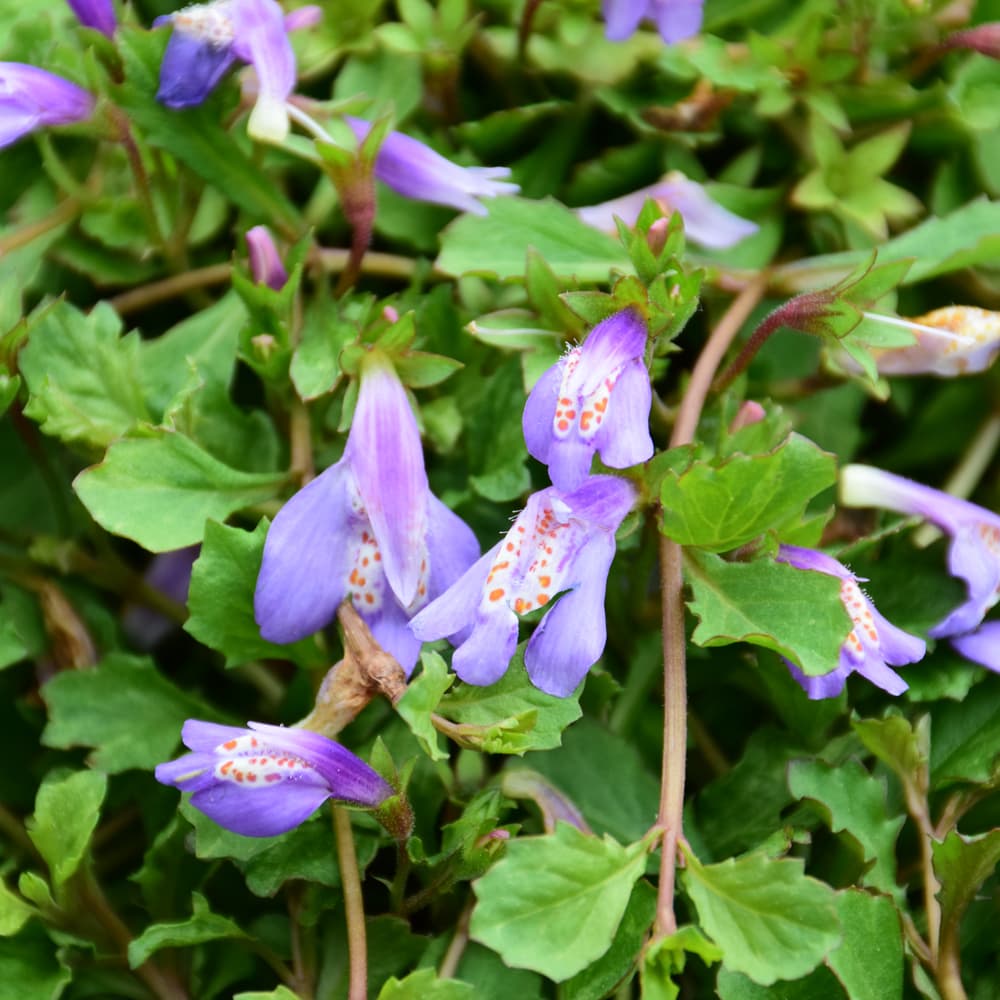 NetPS Plant Finder (www.netpsplantfinder.com)