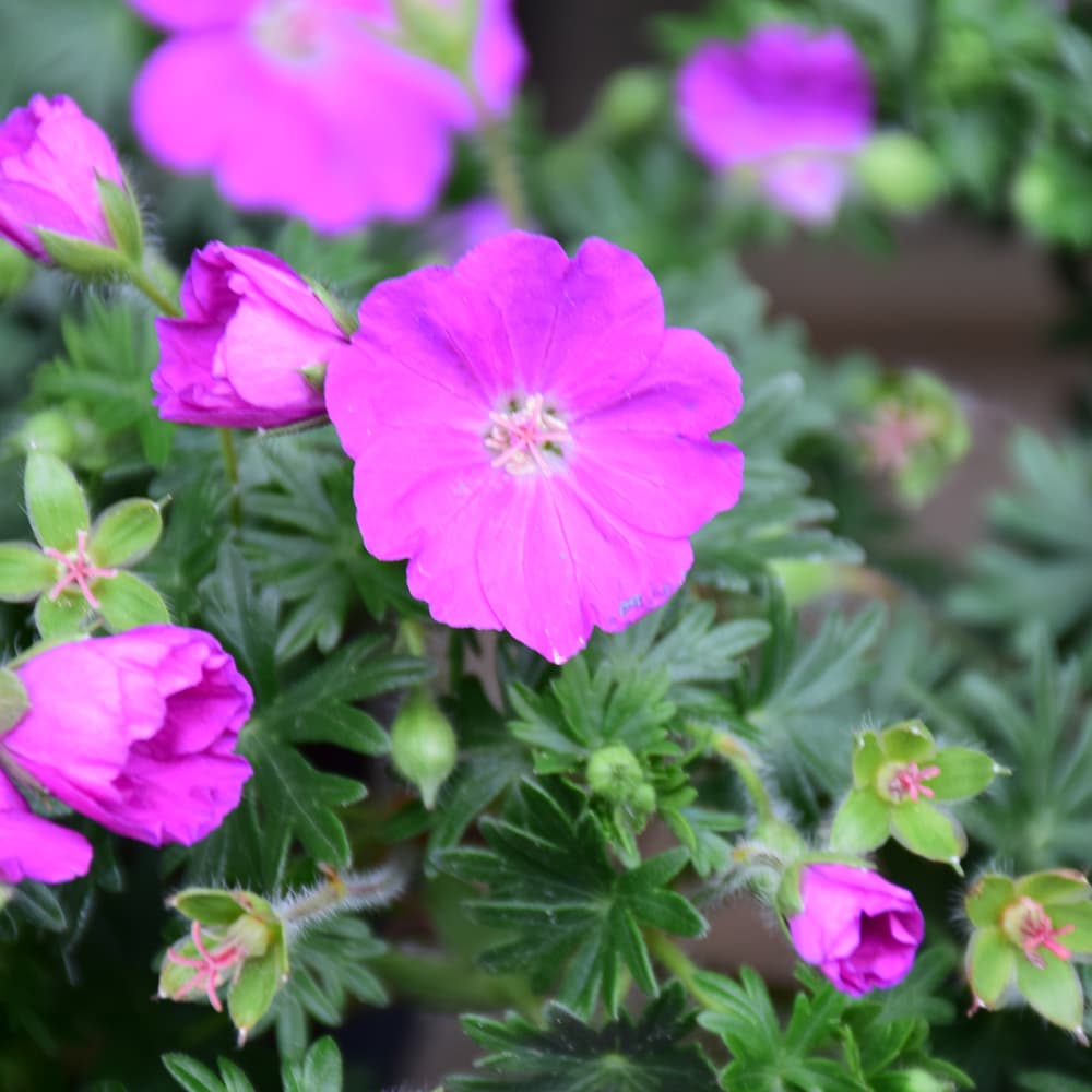 NetPS Plant Finder (www.netpsplantfinder.com)