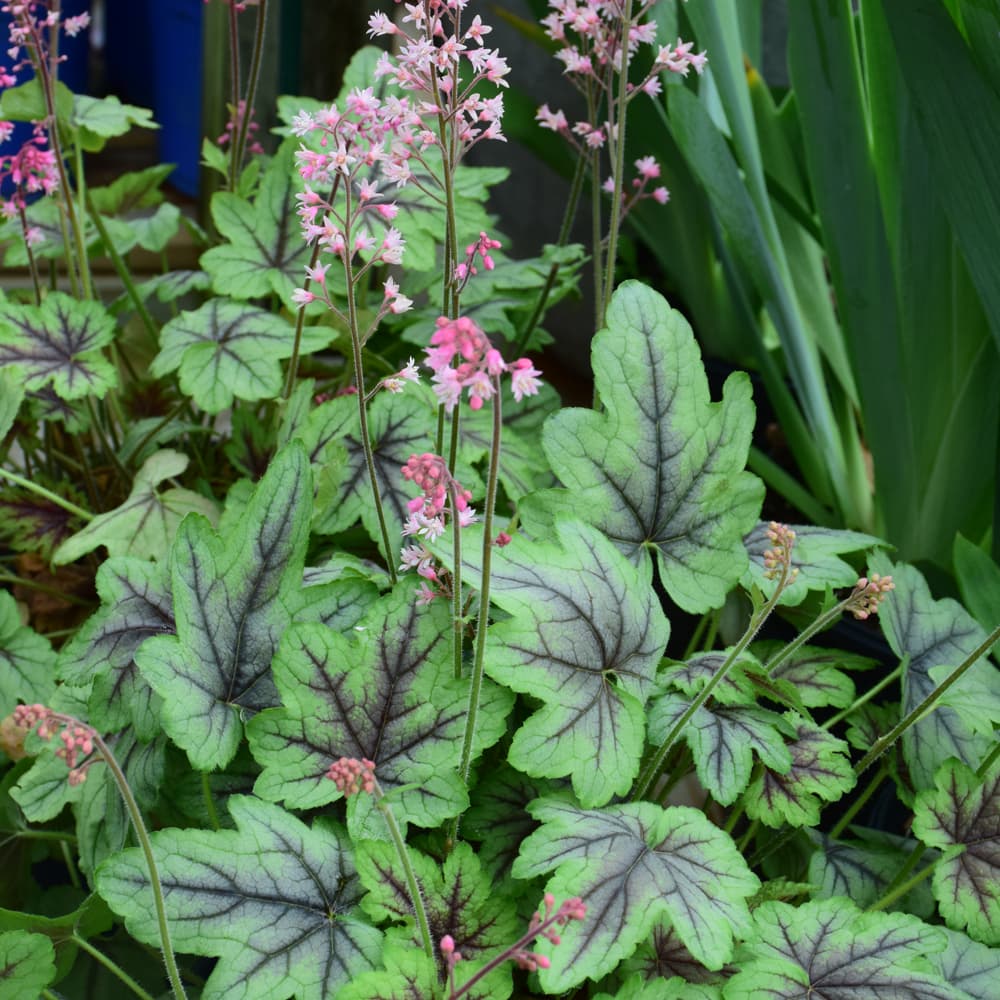 NetPS Plant Finder (www.netpsplantfinder.com)