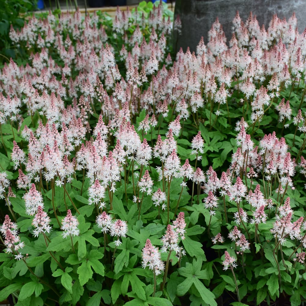 NetPS Plant Finder (www.netpsplantfinder.com)