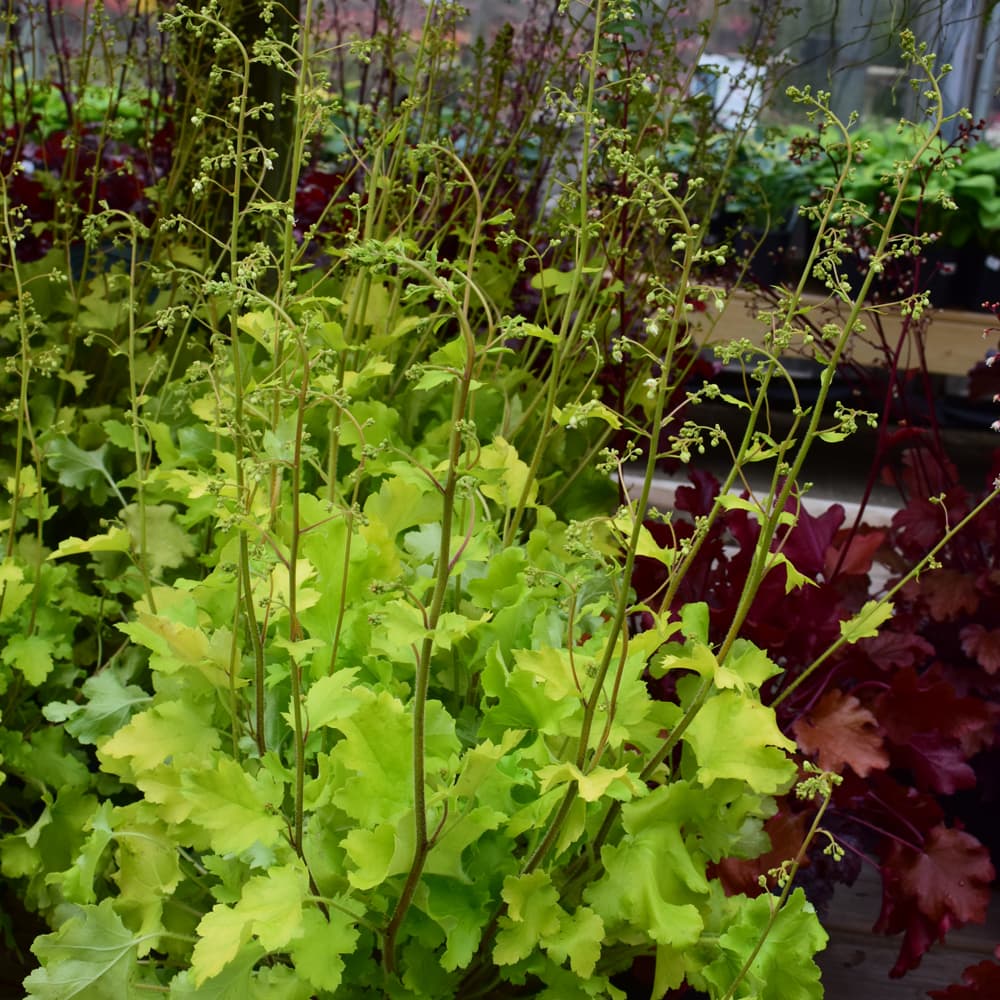 NetPS Plant Finder (www.netpsplantfinder.com)