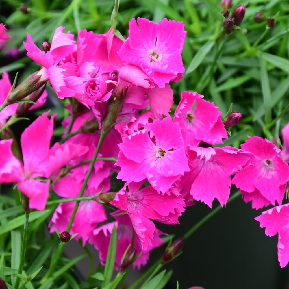 NetPS Plant Finder (www.netpsplantfinder.com)