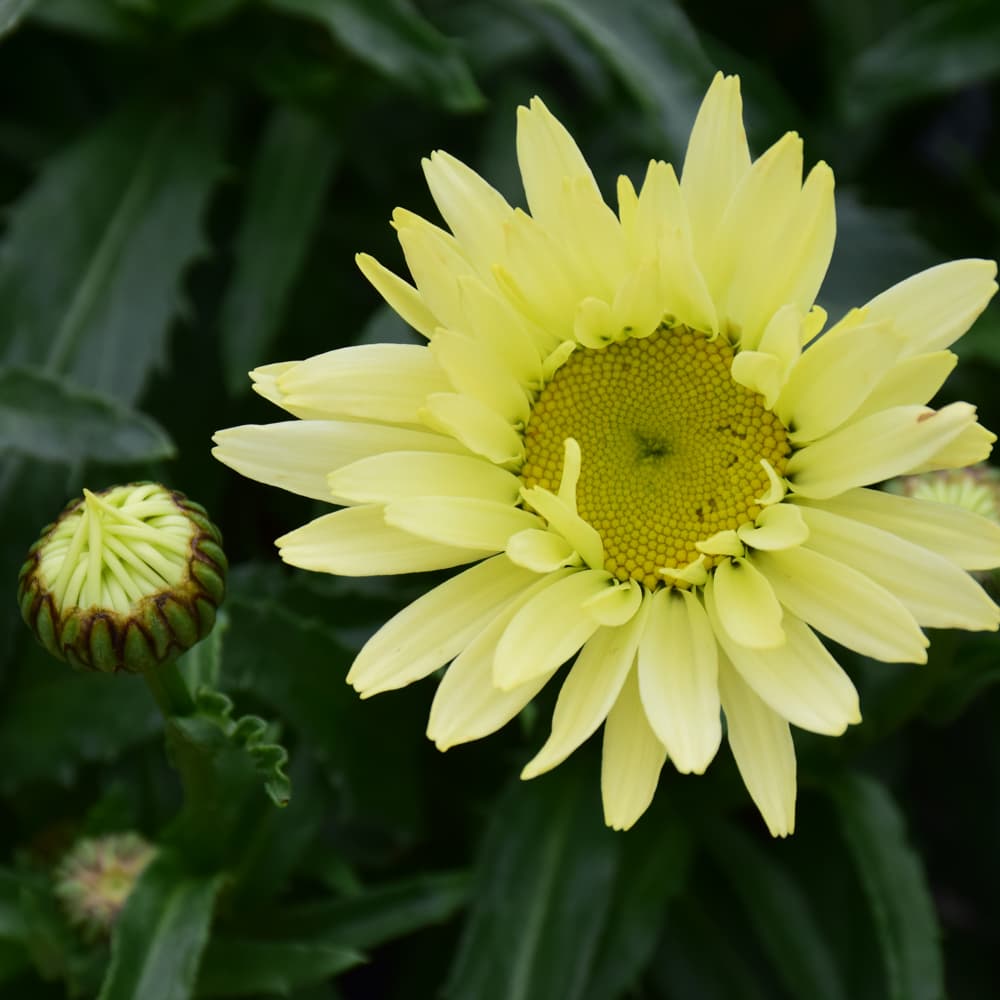 NetPS Plant Finder (www.netpsplantfinder.com)