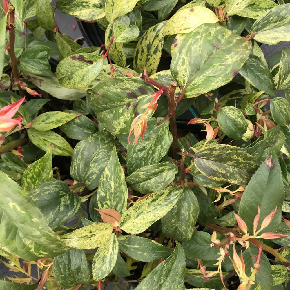 NetPS Plant Finder (www.netpsplantfinder.com)