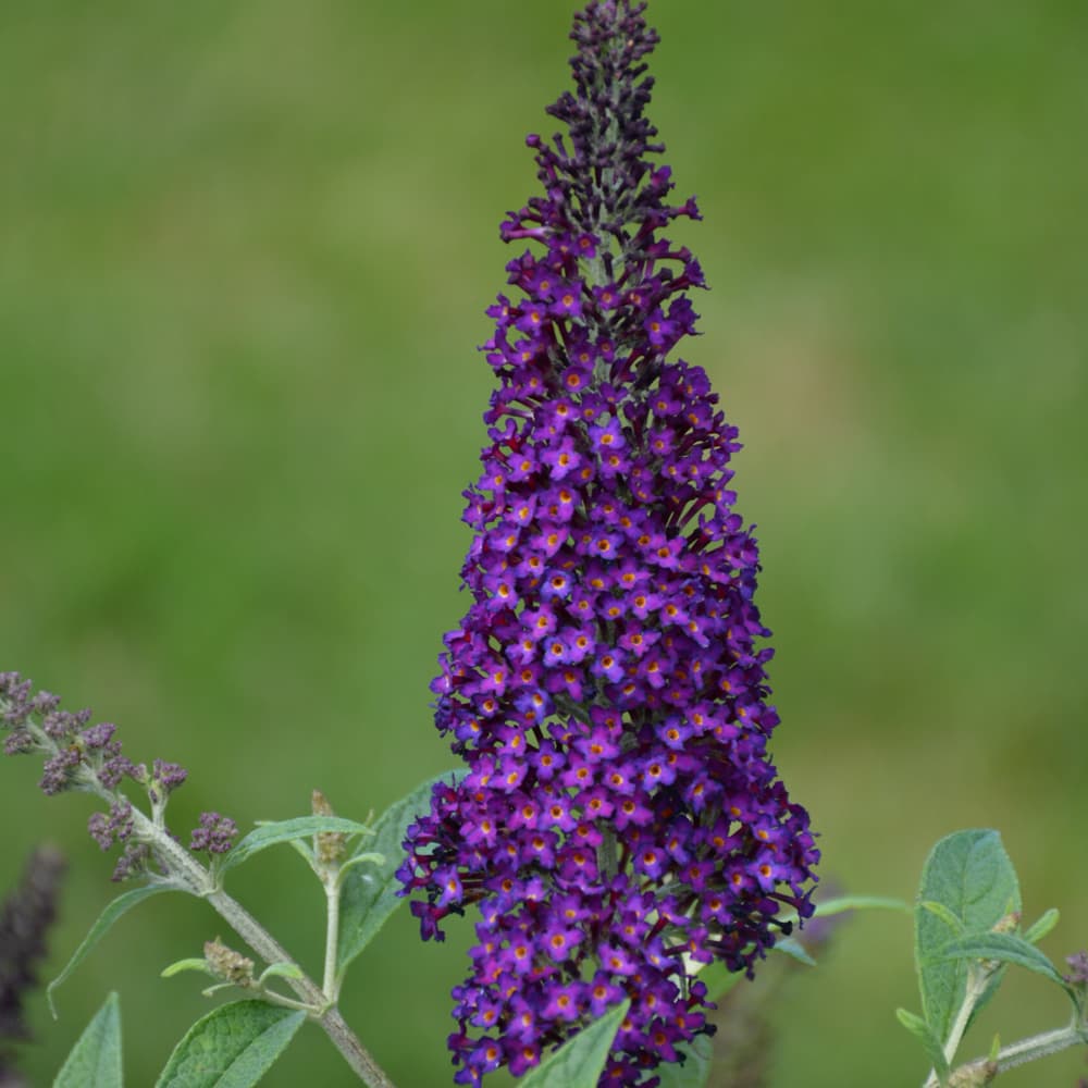 Butterfly Bush Dark Dynasty