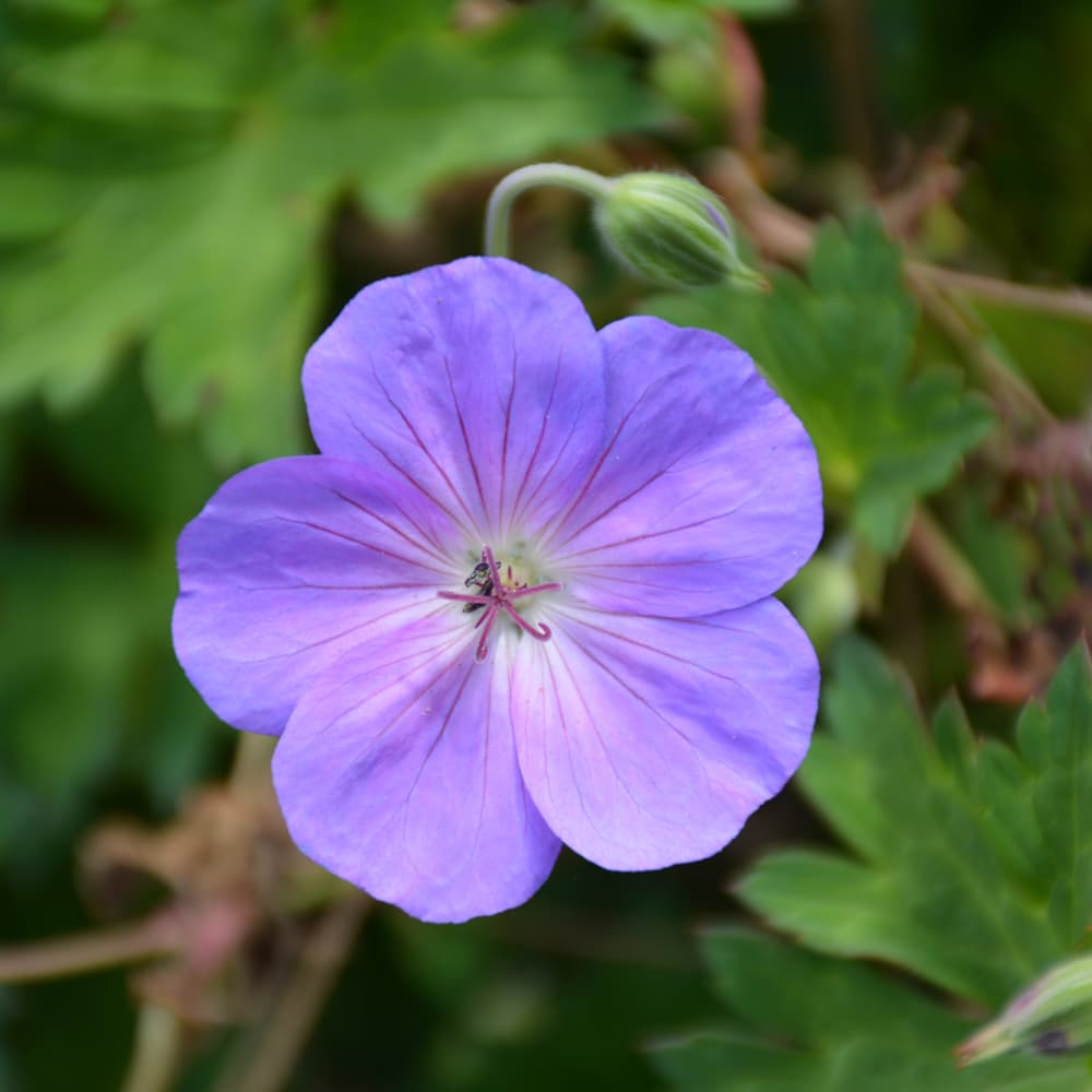 NetPS Plant Finder (www.netpsplantfinder.com)