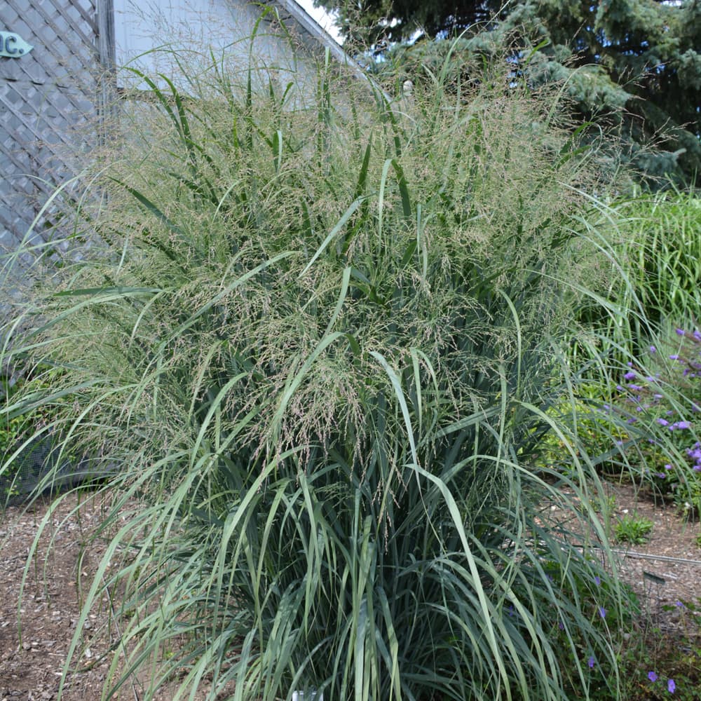 NetPS Plant Finder (www.netpsplantfinder.com)
