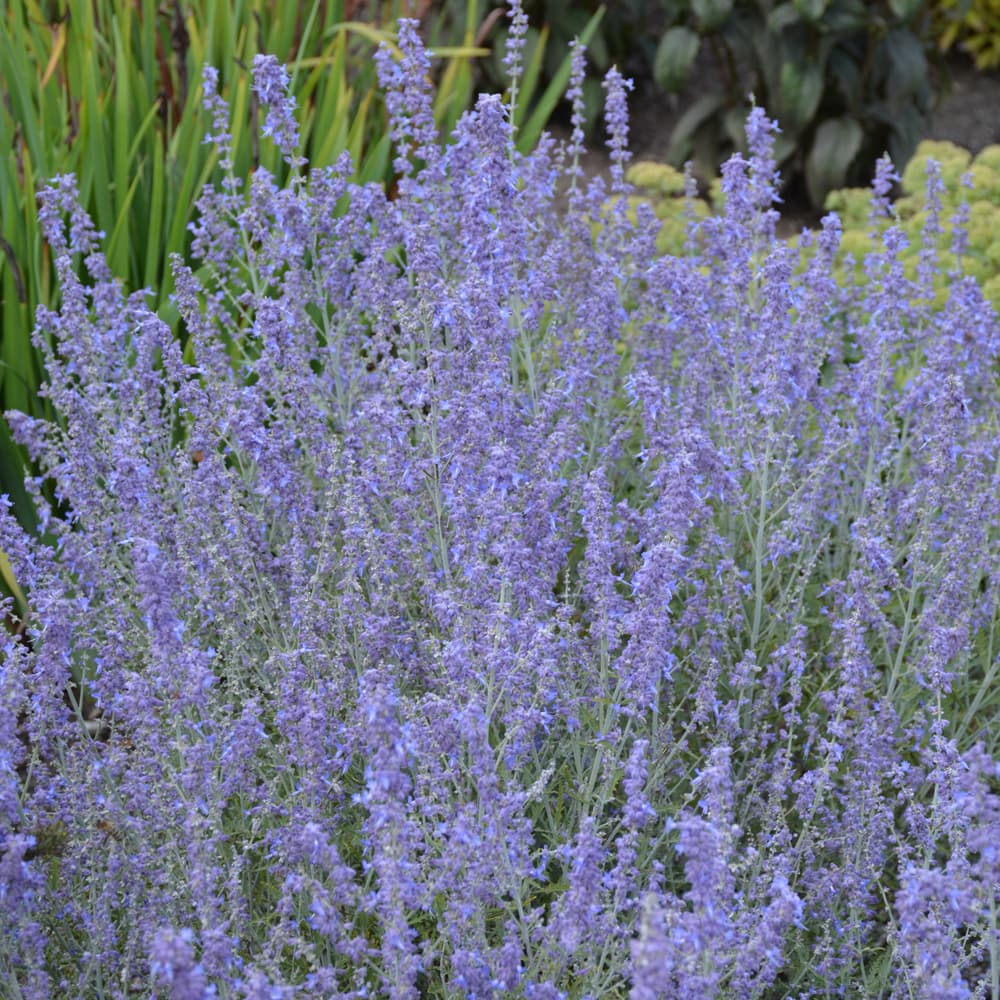 NetPS Plant Finder (www.netpsplantfinder.com)