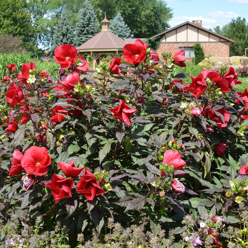 NetPS Plant Finder (www.netpsplantfinder.com)