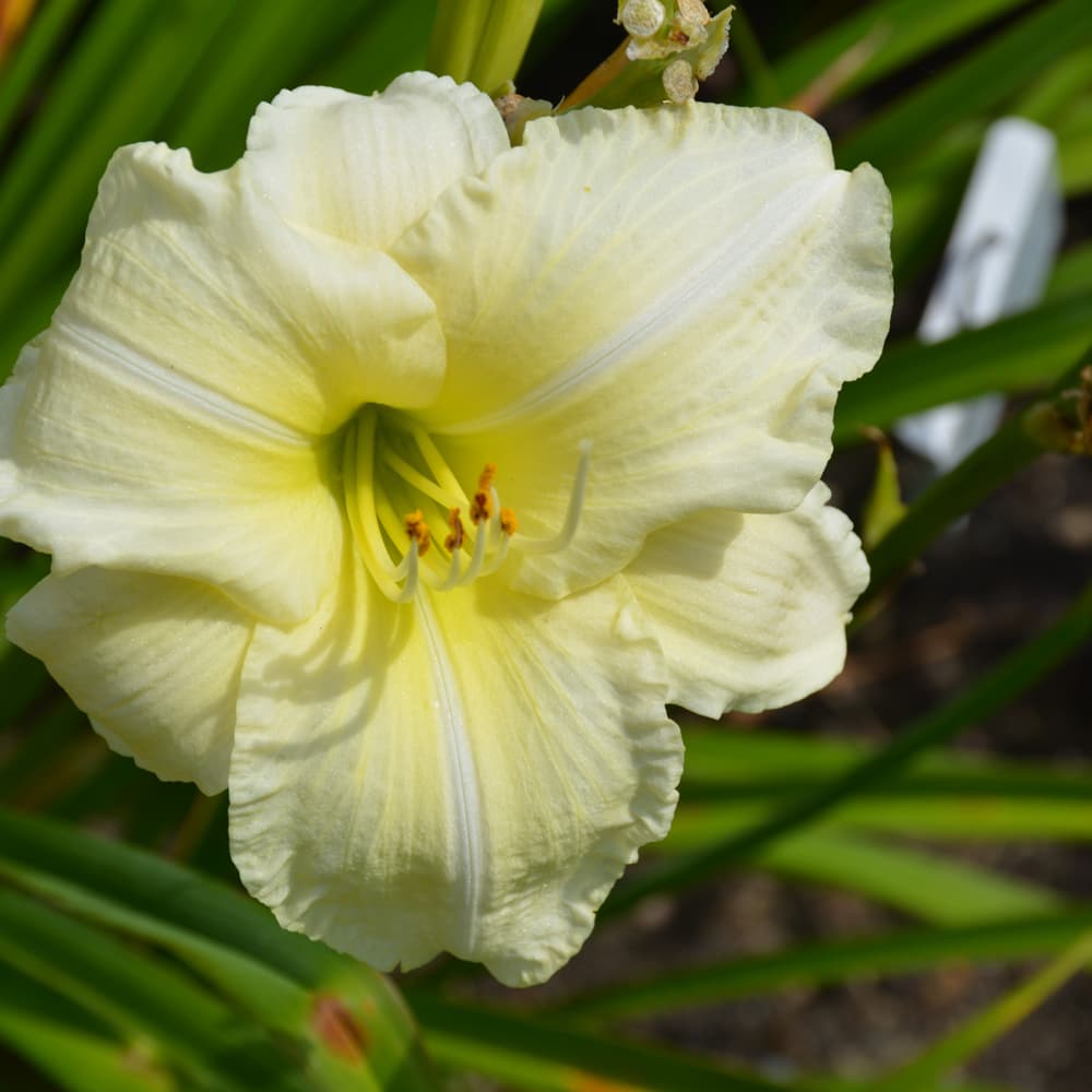 NetPS Plant Finder (www.netpsplantfinder.com)