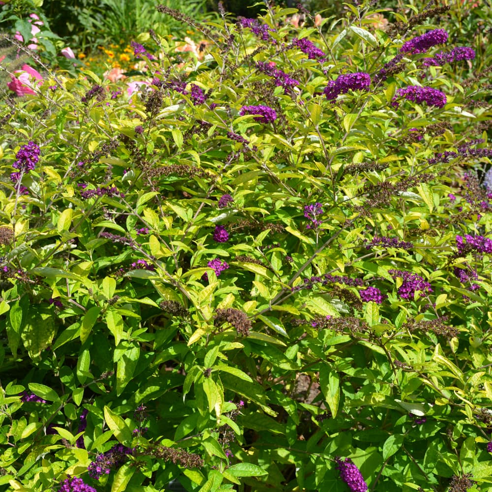 NetPS Plant Finder (www.netpsplantfinder.com)