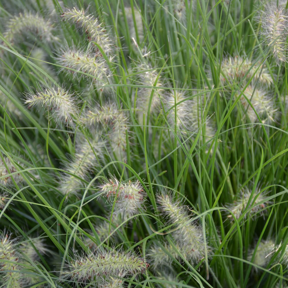 NetPS Plant Finder (www.netpsplantfinder.com)