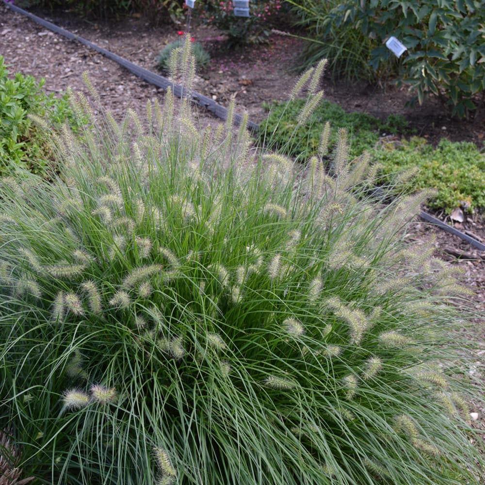 Grass Little Bunny