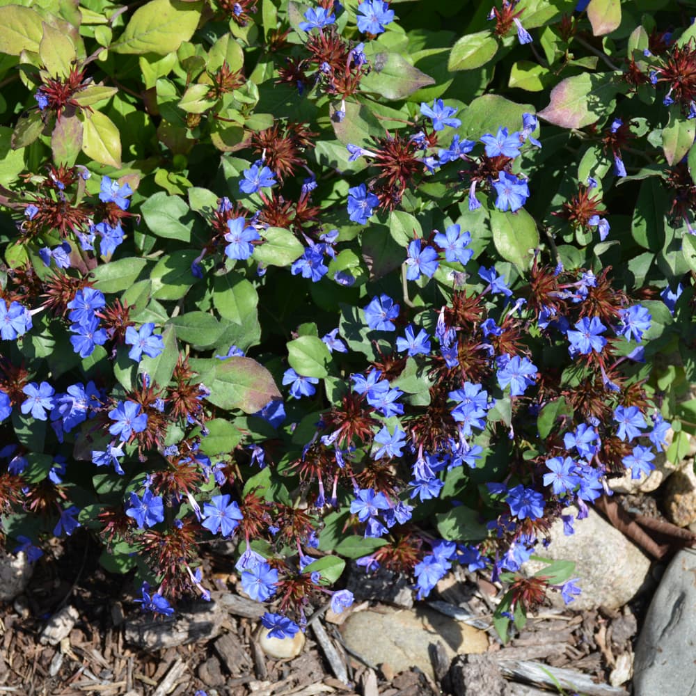 NetPS Plant Finder (www.netpsplantfinder.com)