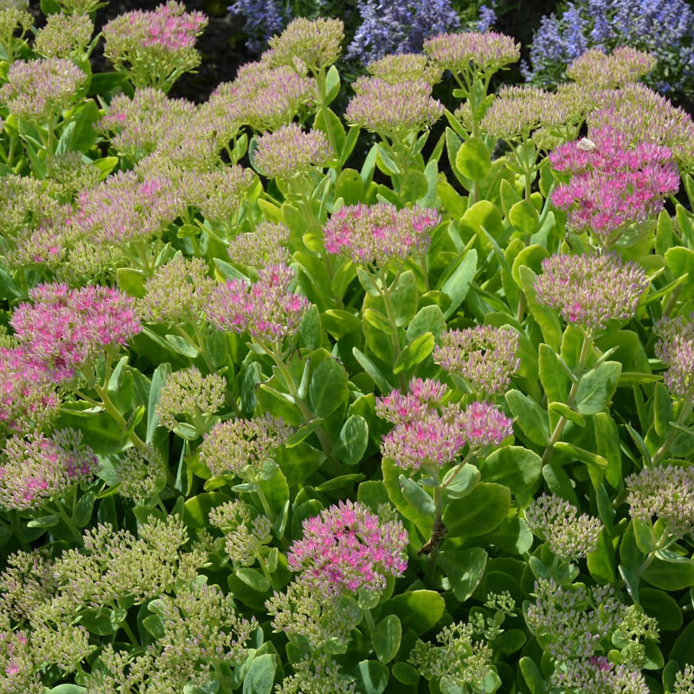 NetPS Plant Finder (www.netpsplantfinder.com)