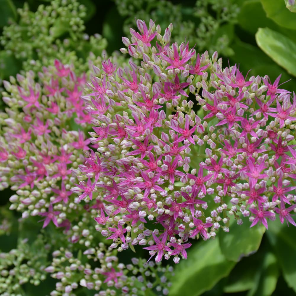 NetPS Plant Finder (www.netpsplantfinder.com)