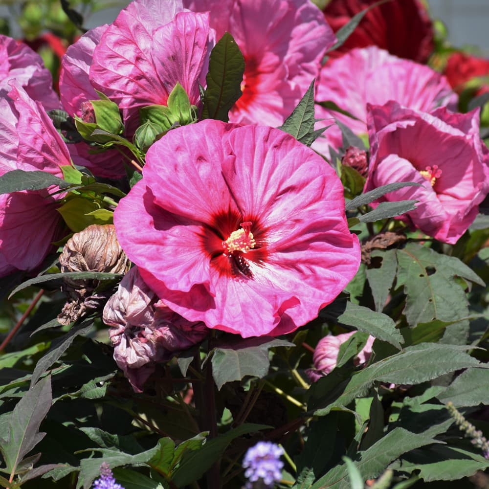 NetPS Plant Finder (www.netpsplantfinder.com)