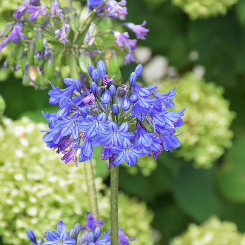 NetPS Plant Finder (www.netpsplantfinder.com)