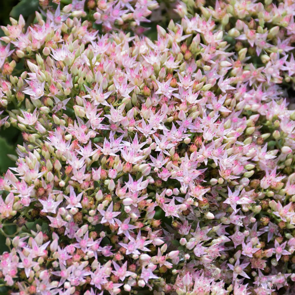 NetPS Plant Finder (www.netpsplantfinder.com)