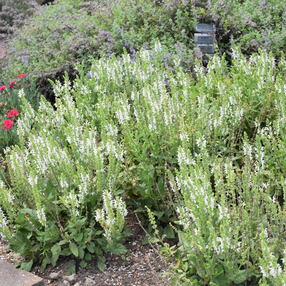 NetPS Plant Finder (www.netpsplantfinder.com)