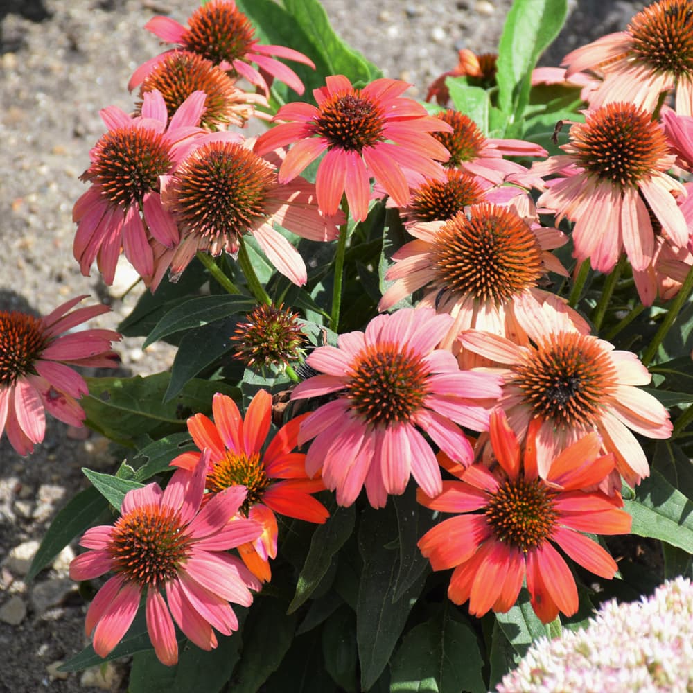 NetPS Plant Finder (www.netpsplantfinder.com)