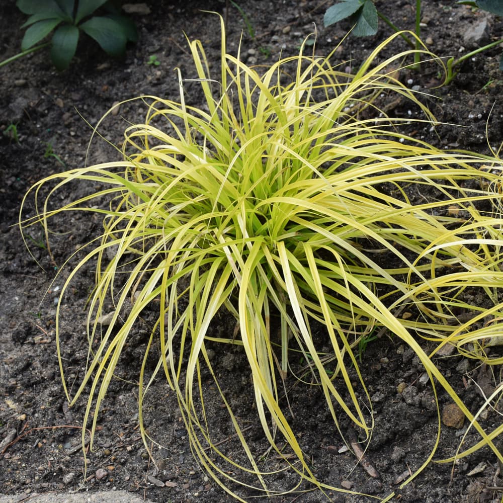 NetPS Plant Finder (www.netpsplantfinder.com)