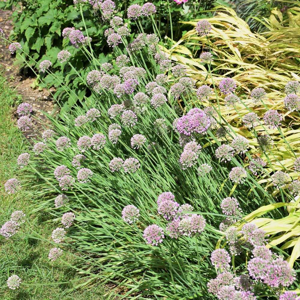 NetPS Plant Finder (www.netpsplantfinder.com)