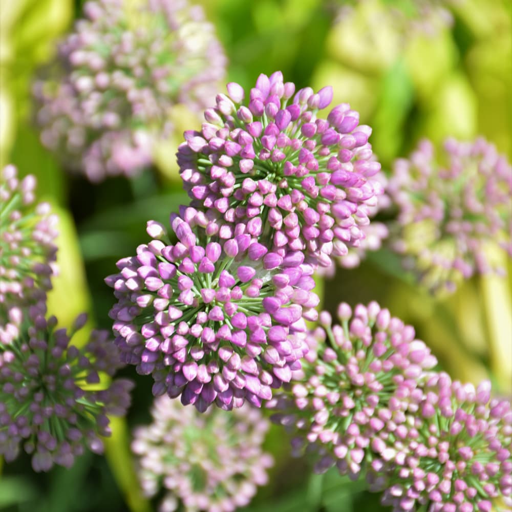 Allium Medusa
