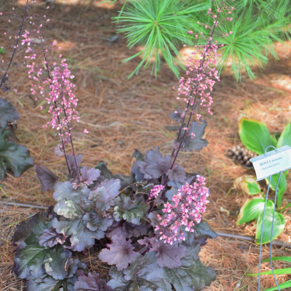 NetPS Plant Finder (www.netpsplantfinder.com)