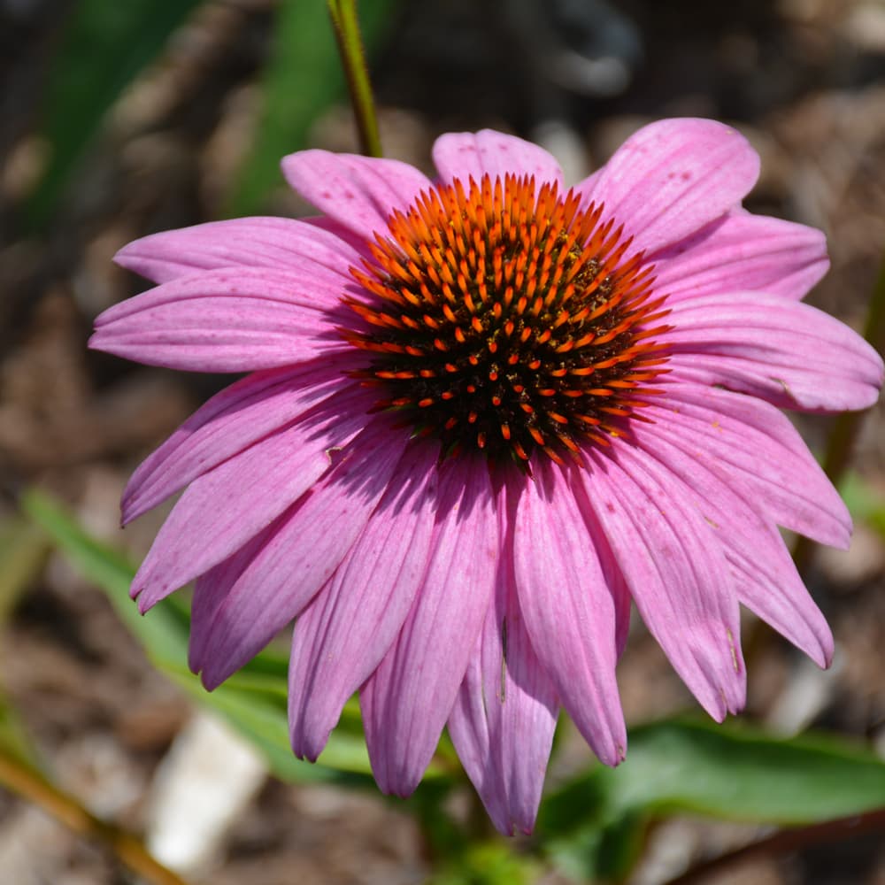 NetPS Plant Finder (www.netpsplantfinder.com)