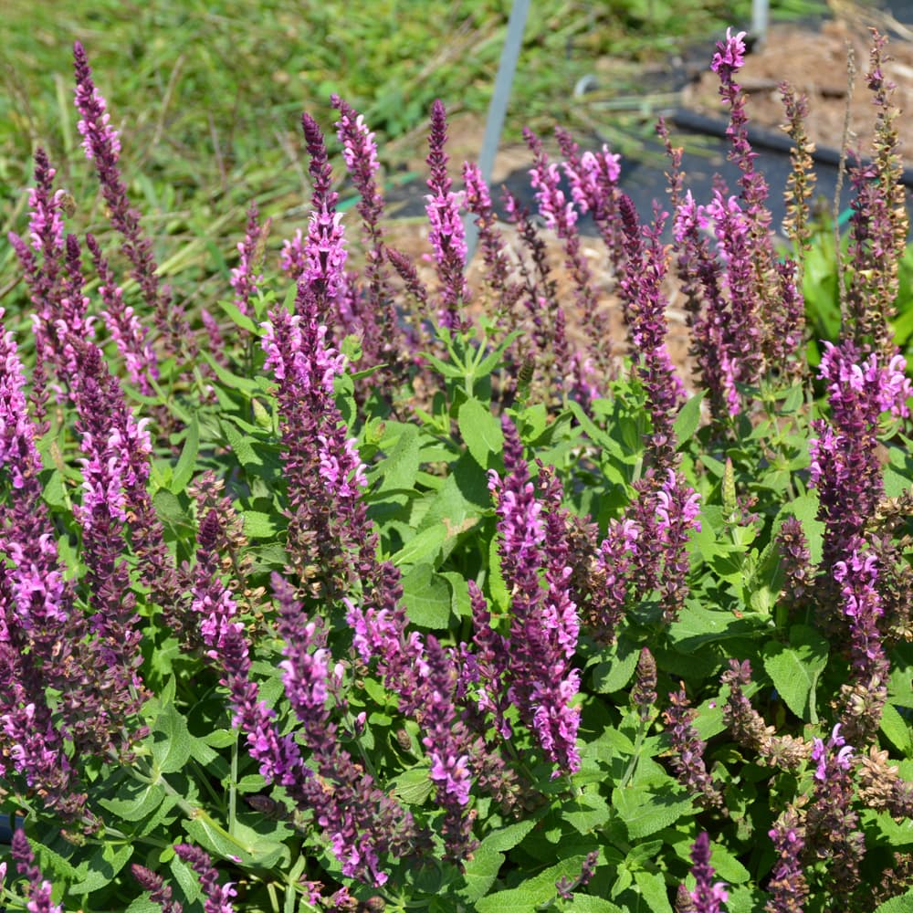 NetPS Plant Finder (www.netpsplantfinder.com)