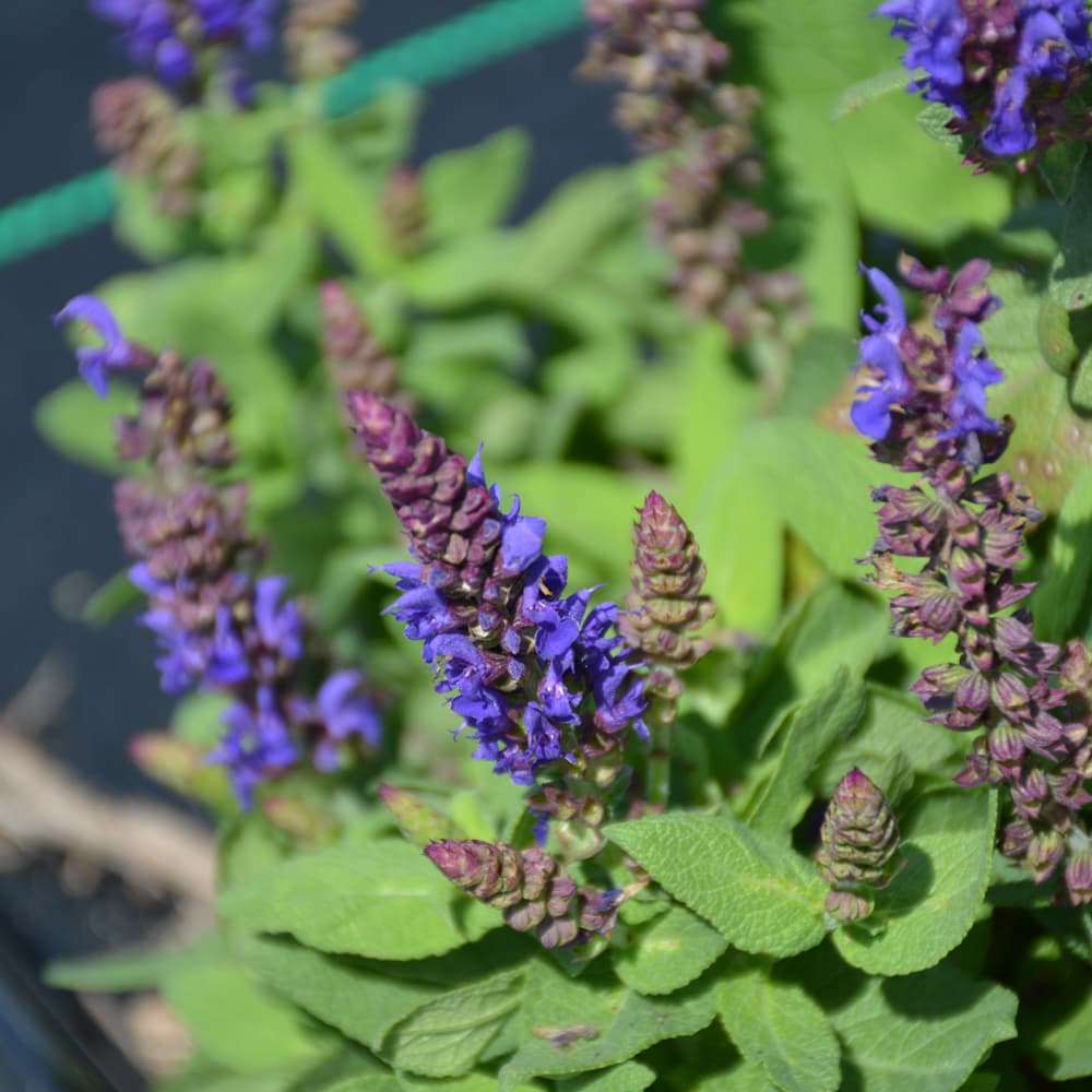 NetPS Plant Finder (www.netpsplantfinder.com)