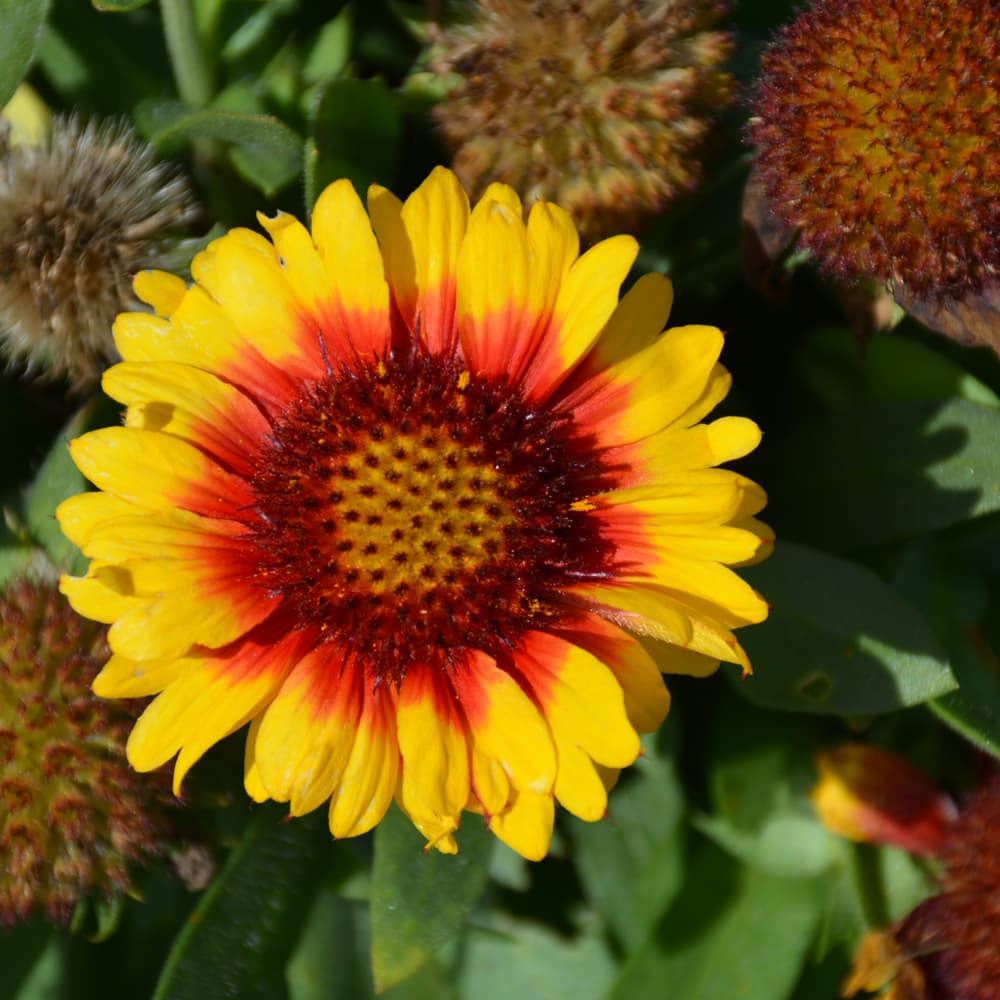 NetPS Plant Finder (www.netpsplantfinder.com)