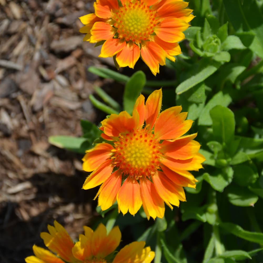 NetPS Plant Finder (www.netpsplantfinder.com)