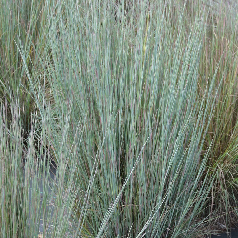 NetPS Plant Finder (www.netpsplantfinder.com)