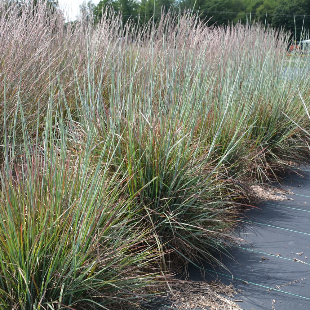 NetPS Plant Finder (www.netpsplantfinder.com)