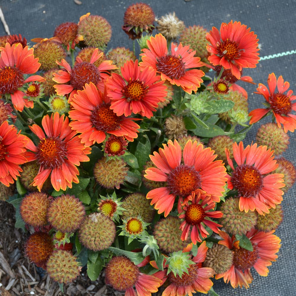 NetPS Plant Finder (www.netpsplantfinder.com)