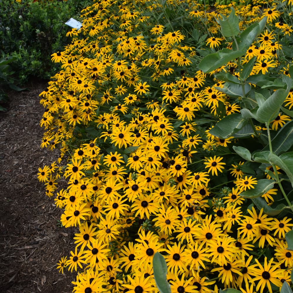 NetPS Plant Finder (www.netpsplantfinder.com)