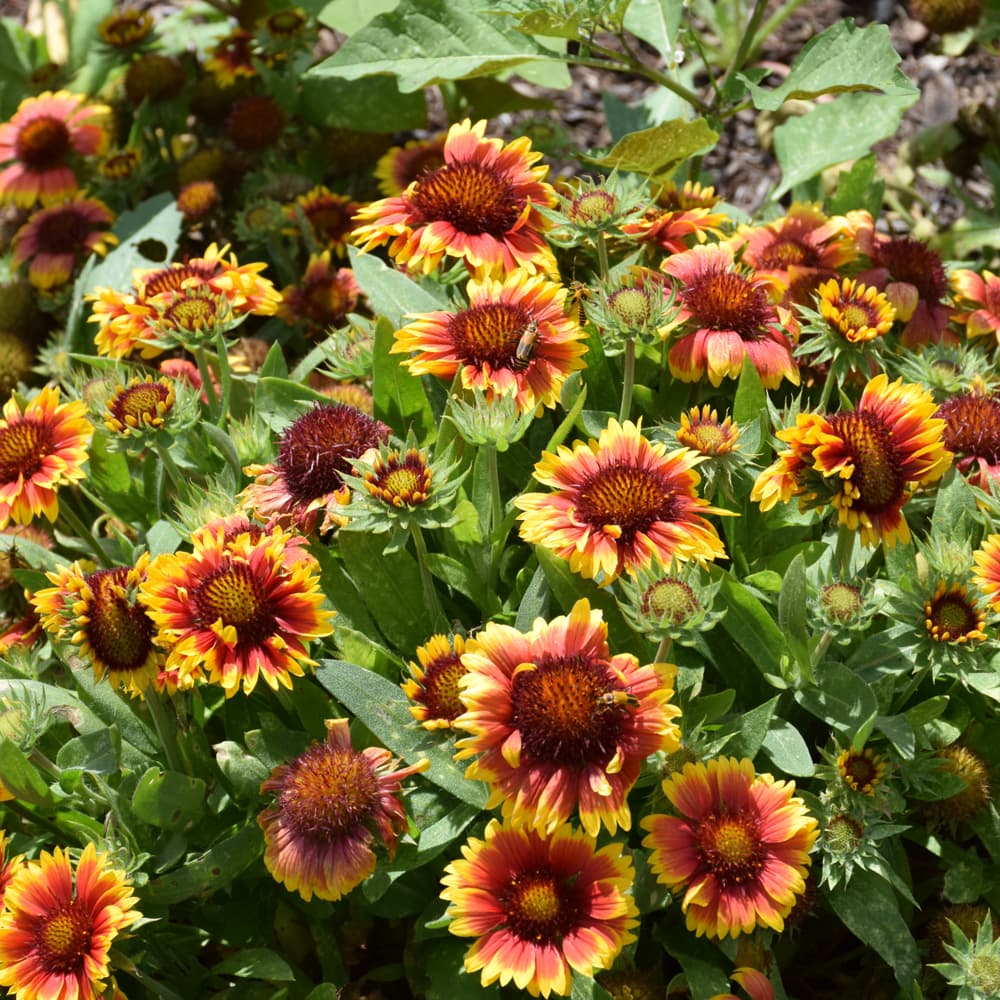 NetPS Plant Finder (www.netpsplantfinder.com)