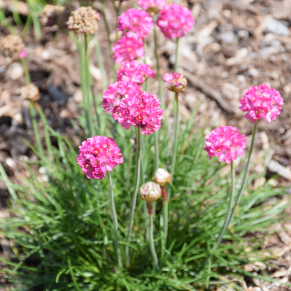 NetPS Plant Finder (www.netpsplantfinder.com)