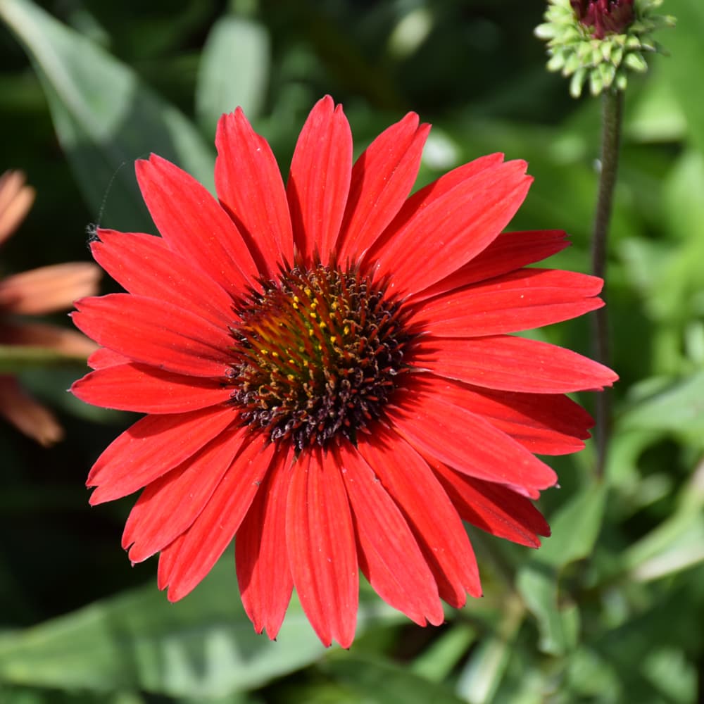 NetPS Plant Finder (www.netpsplantfinder.com)