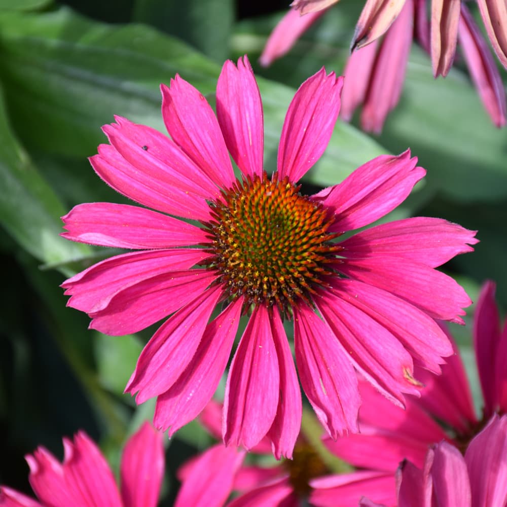 NetPS Plant Finder (www.netpsplantfinder.com)
