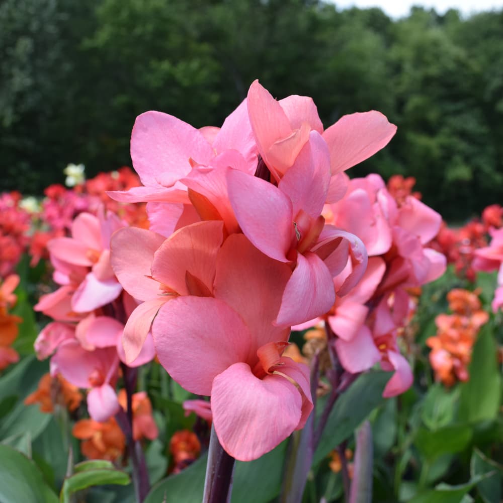 Canna Cannova Mango