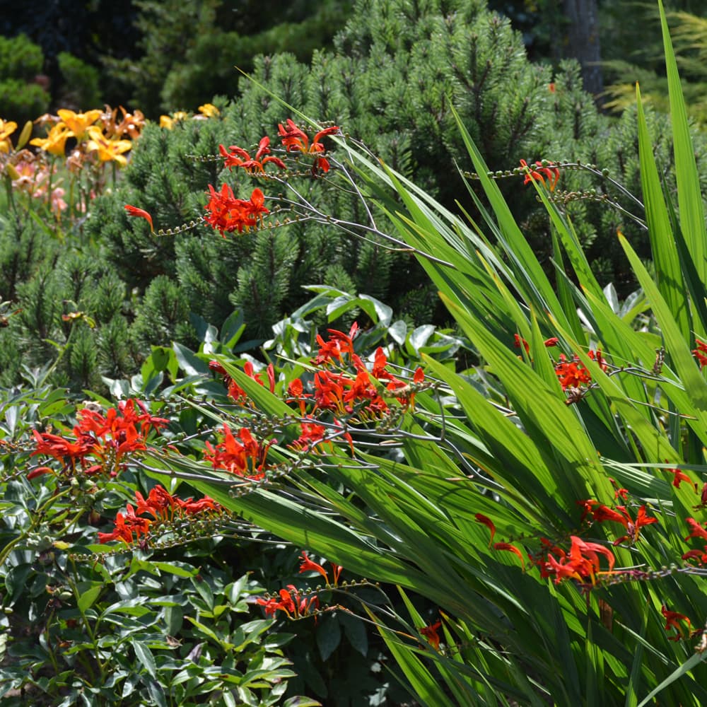 NetPS Plant Finder (www.netpsplantfinder.com)